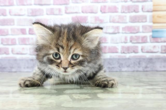 千葉県のノルウェージャンフォレストキャット (Coo&RIKUアクロスモール新鎌ケ谷店/2022年2月12日生まれ/女の子/ブラウンパッチドタビーホワイト)の子猫