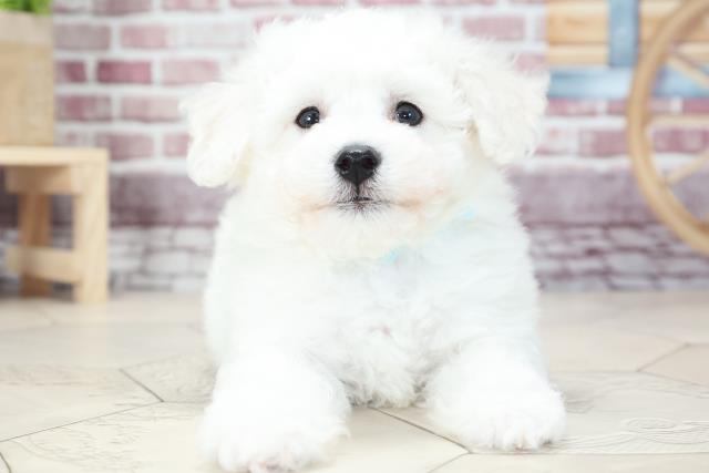 ビション フリーゼの子犬 オス 名古屋滝ノ水店 ペットショップcoo Riku