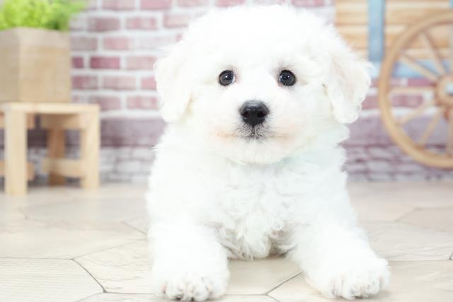 ビション フリーゼの子犬 オス 小山店 ペットショップcoo Riku