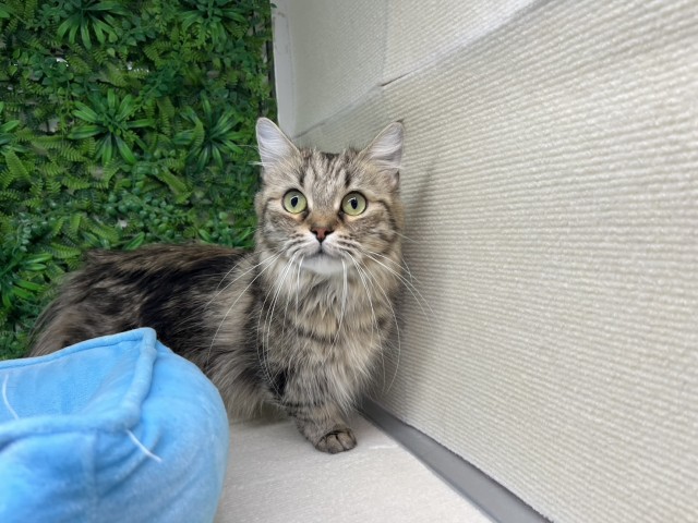 福岡県のマンチカン (Coo&RIKU福岡古賀店/2022年2月12日生まれ/女の子/ブラウンタビー)の子猫の1枚目の画像