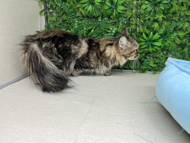 福岡県のマンチカン (Coo&RIKU福岡古賀店/2022年2月12日生まれ/女の子/ブラウンタビー)の子猫の2枚目の画像