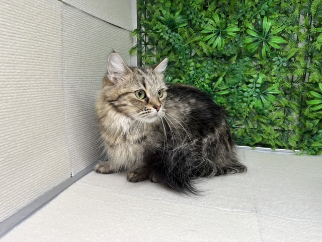 福岡県のマンチカン (Coo&RIKU福岡古賀店/2022年2月12日生まれ/女の子/ブラウンタビー)の子猫の3枚目の画像