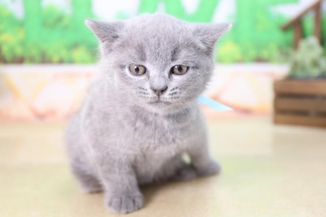 熊本県のブリティッシュショートヘアー (Coo&RIKUカリーノ菊陽店/2022年2月20日生まれ/女の子/ブルー)の子猫の1枚目の画像