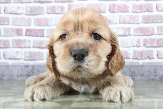 アメリカン コッカースパニエル ペットショップcoo Riku