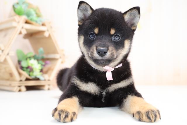豆柴の子犬 メス 浜松店 ペットショップcoo Riku