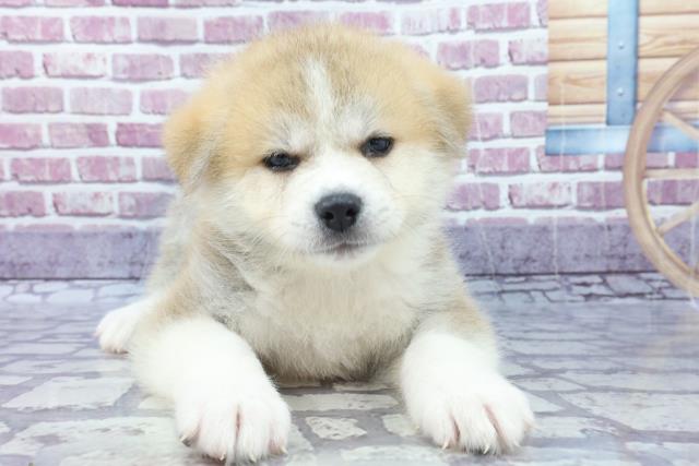 秋田犬の子犬 オス 上越店 ペットショップcoo Riku 秋田犬の子犬 オス 上越店 ペットショップcoo Riku
