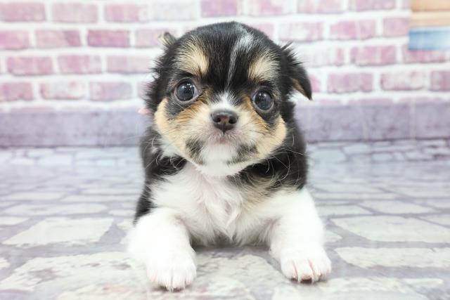 ???????? | ???????? | ???????Coo&RIKU