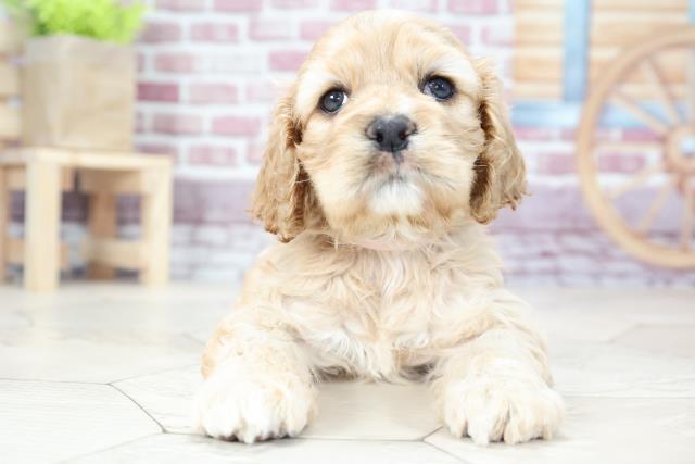 アメリカン コッカースパニエル ペットショップcoo Riku