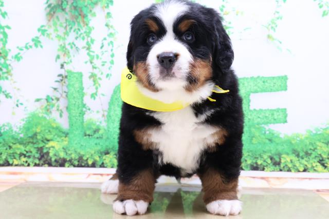 ペットショップcoo Riku バーニーズマウンテンドッグ