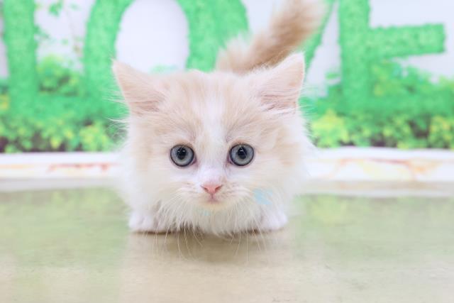 マンチカンの子猫 オス 立川店 ペットショップcoo Riku