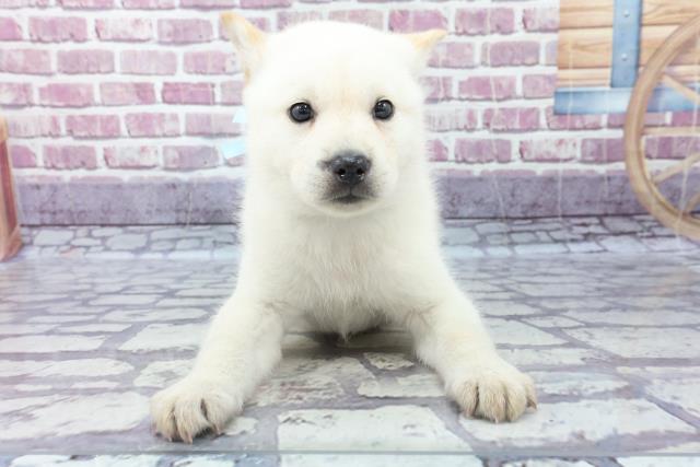 ペットショップcoo Riku 北海道犬
