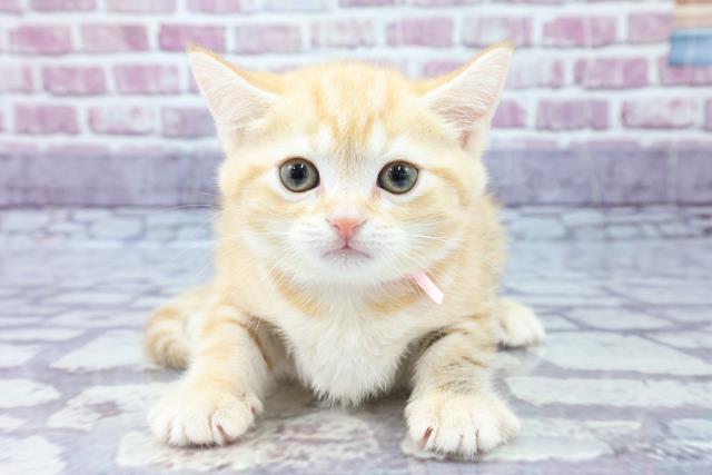 小田原店のご案内 小田原市成田 ペットショップcoo Riku