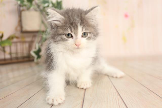 ノルウェージャン フォレストキャットの子猫 メス イオンモール宇城店 ペットショップcoo Riku