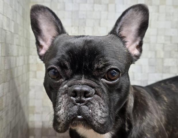 フレンチブルドッグ