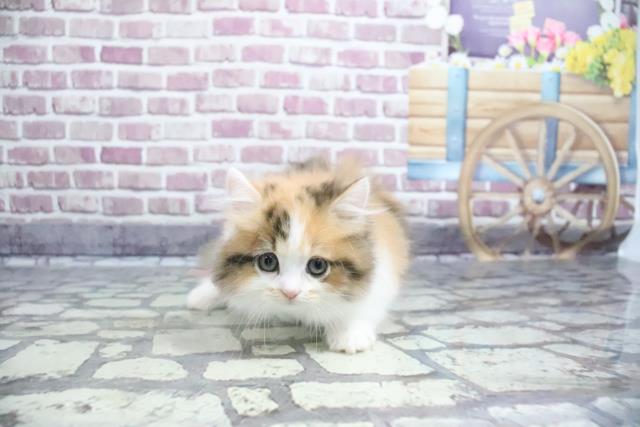 滋賀県のミヌエット (Coo&RIKU東近江店/2022年4月3日生まれ/女の子/ブラウンパッチドタビーホワイト)の子猫