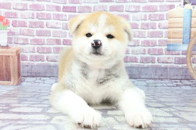 ペットショップcoo Riku 秋田犬 ペットショップcoo Riku 秋田犬