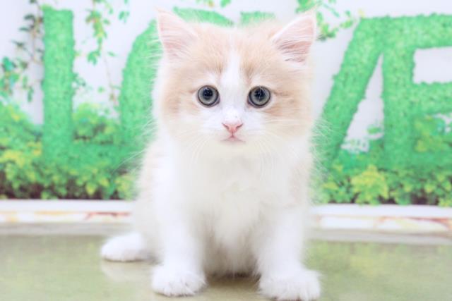 札幌東店のご案内 札幌市東区本町二条 ペットショップcoo Riku 札幌東店のご案内 札幌市東区本町二条 ペットショップcoo Riku