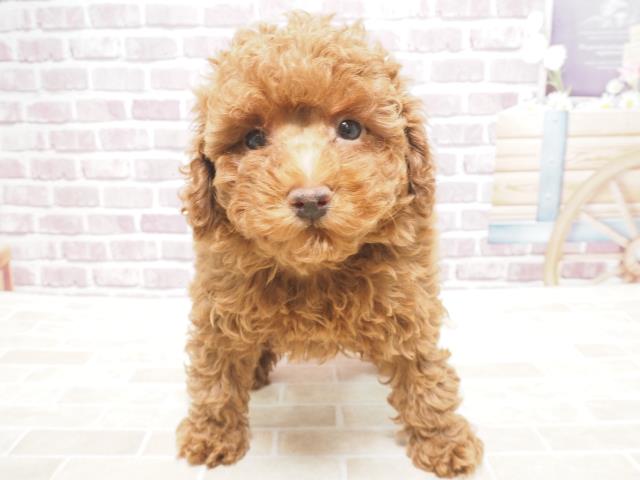 トイ プードルの子犬 メス 札幌西店 ペットショップcoo Riku