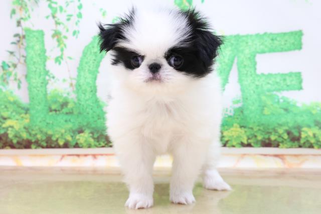 ペットショップcoo Riku 狆