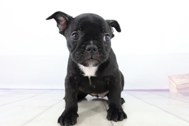 フレンチブルドッグの子犬 メス 沖縄浦添店 ペットショップcoo Riku