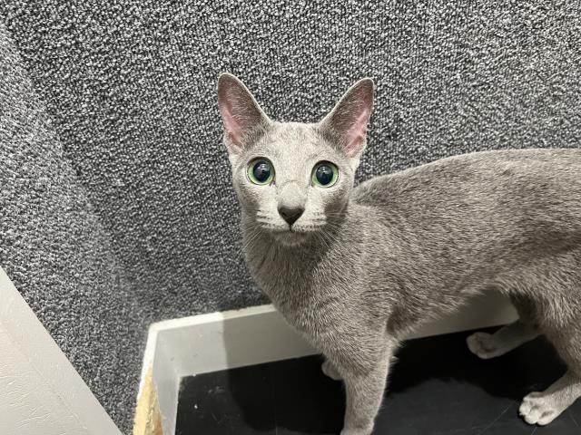 埼玉県のロシアンブルー (Coo&RIKUアニマルケアセンター大宮/2022年4月12日生まれ/女の子/ブルー)の子猫