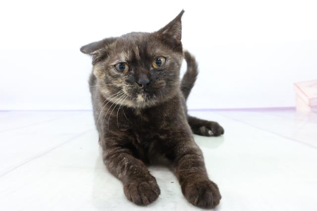 小田原店のご案内 小田原市成田 ペットショップcoo Riku