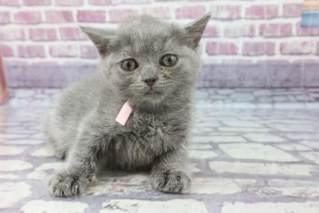 ペットショップcoo Riku ブリティッシュショートヘアー