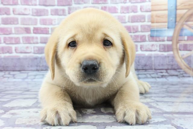 ラブラドール レトリバーの子犬一覧 ペットショップcoo Riku