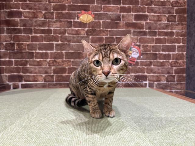 ベンガル
