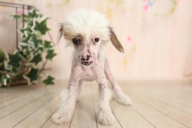 ペットショップcoo Riku チャイニーズクレステッドドッグ