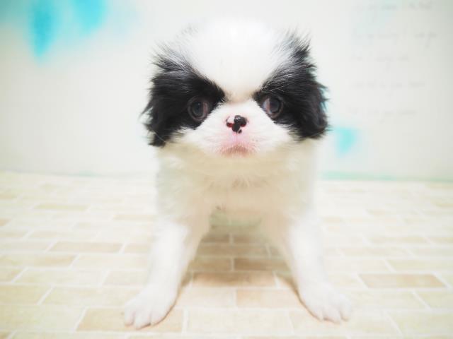 ペットショップcoo Riku 狆