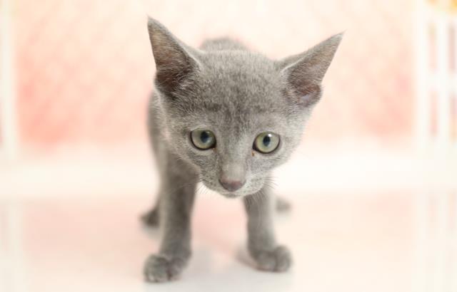 ロシアンブルーの子猫 メス カリーノ玉名店 ペットショップcoo Riku
