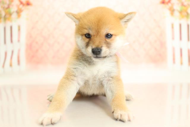 ワンちゃん ネコちゃん 子犬 子猫 検索結果 ペットショップcoo Riku