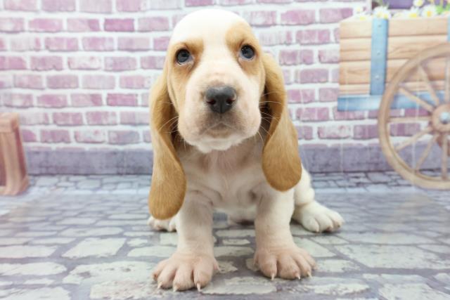 ペットショップcoo Riku バセットハウンド