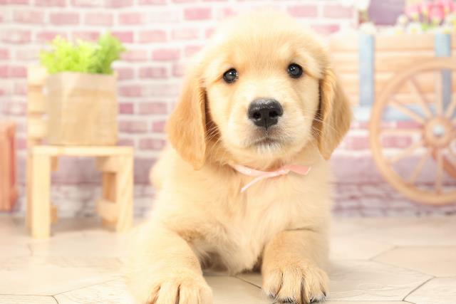 ゴールデン レトリバーの子犬一覧 ペットショップcoo Riku ゴールデン レトリバーの子犬一覧 ペットショップcoo Riku