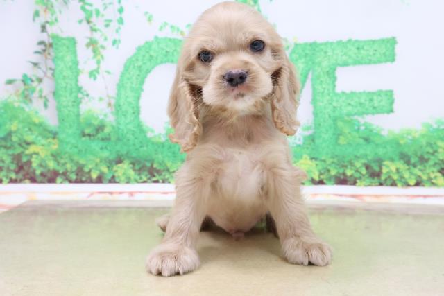 ペットショップcoo Riku アメリカン コッカースパニエル