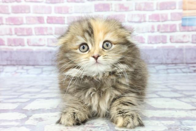 新小岩店のご案内 葛飾区新小岩 ペットショップcoo Riku