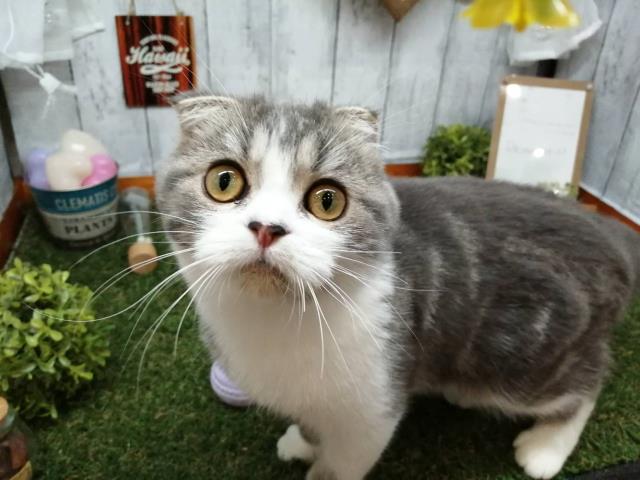 スコティッシュフォールド