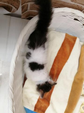 Top 12 マンチカン 保護 猫 Thư Viện Hỏi đap