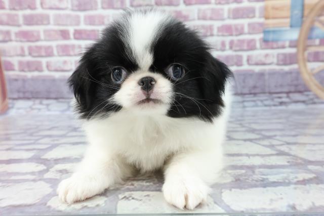 ペットショップcoo Riku 狆