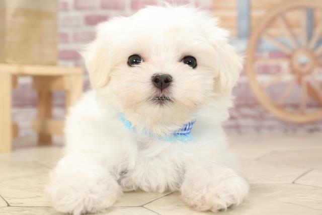 マルチーズの子犬 オス 東海岡崎店 ペットショップcoo Riku