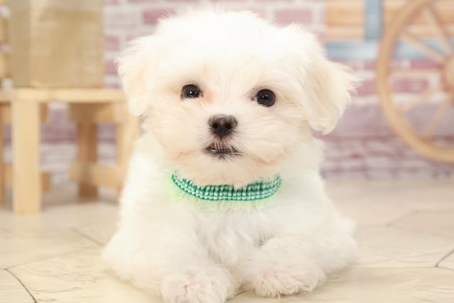 マルチーズの子犬 オス 春日井店 ペットショップcoo Riku