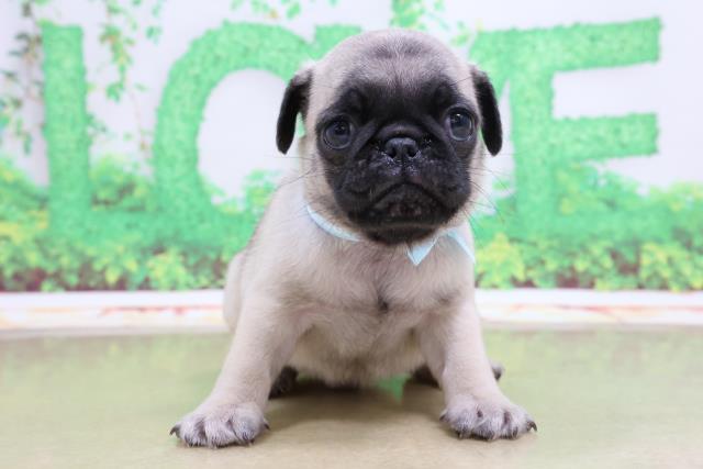 パグの子犬一覧 ペットショップcoo Riku