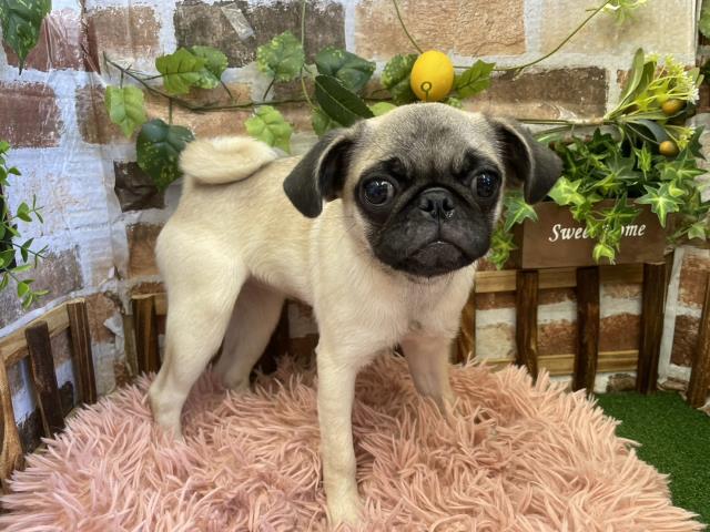 パグの子犬一覧 ペットショップcoo Riku