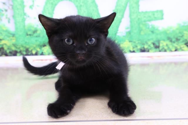 ボンベイの子猫一覧 ペットショップcoo Riku