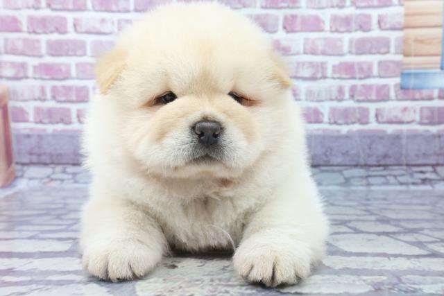 チャウチャウの子犬 オス 帯広店 ペットショップcoo Riku チャウチャウの子犬 オス 帯広店 ペットショップcoo Riku