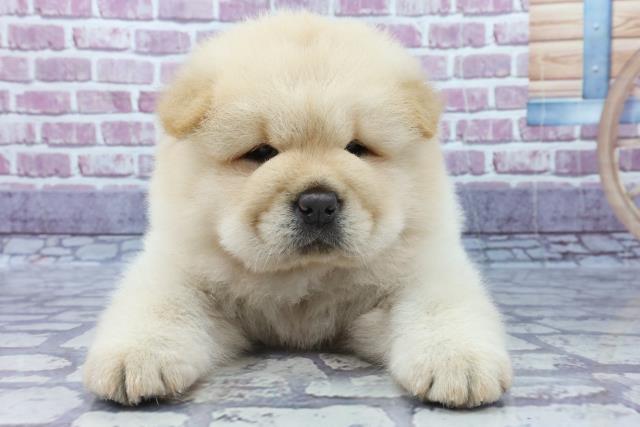 チャウチャウの子犬 オス 福岡西店 ペットショップcoo Riku