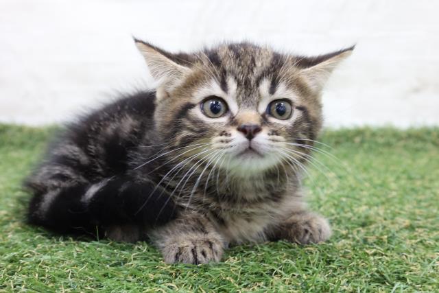 Top 10 猫 里親 マンチカン Thư Viện Hỏi đap