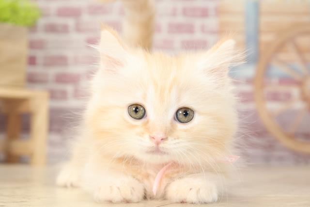 マンチカンの子猫 メス 半田店 ペットショップcoo Riku