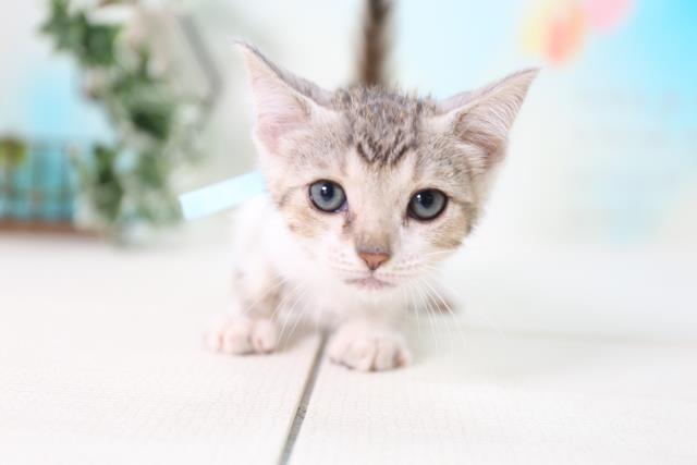 マンチカンの子猫 オス 小倉店 ペットショップcoo Riku